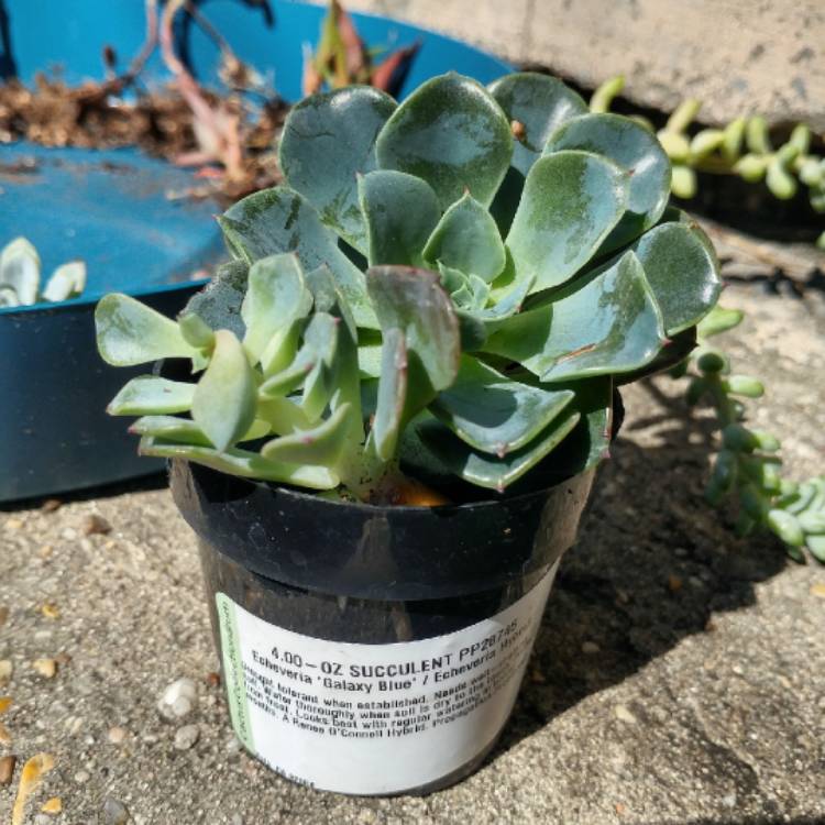 Plant image Echeveria Galaxy Blue