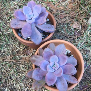 Graptopetalum Murasaki