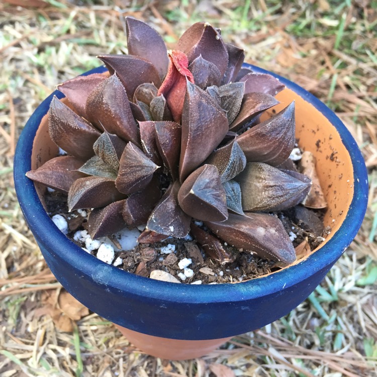 Plant image Haworthia hybrid cooperi var. venusta x 'Chocolate'