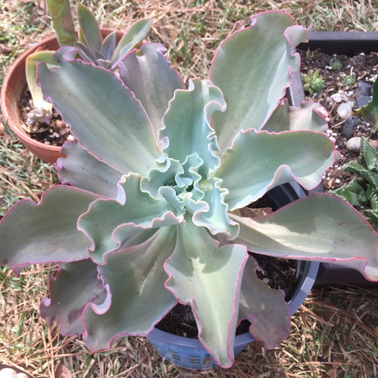 Plant image Echeveria Barbillion