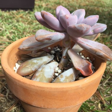 Graptopetalum Murasaki