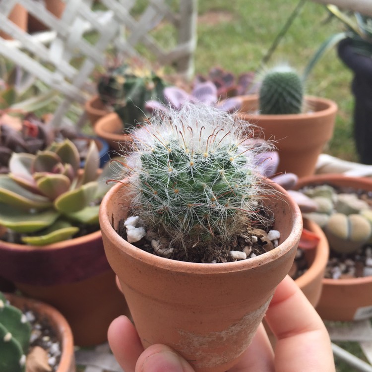 Plant image Mammillaria bocasana