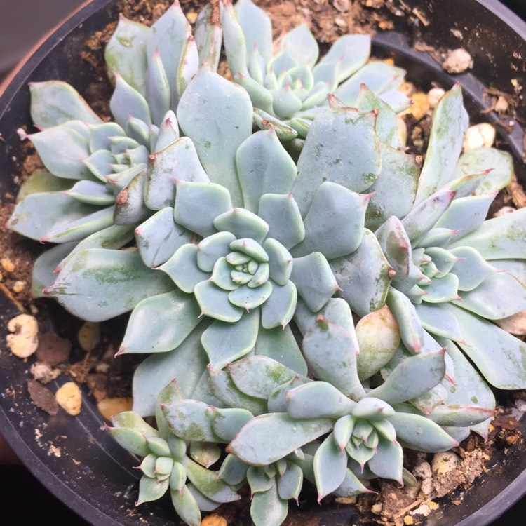 Plant image Echeveria Azulita