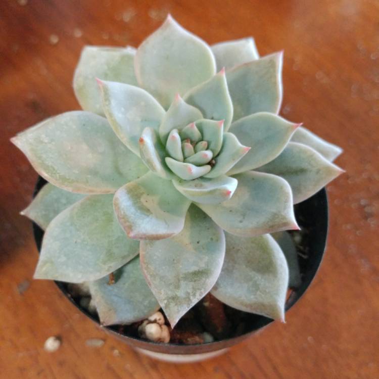 Plant image Echeveria Blue Bird