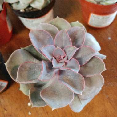 Echeveria Perle Von Nurnberg