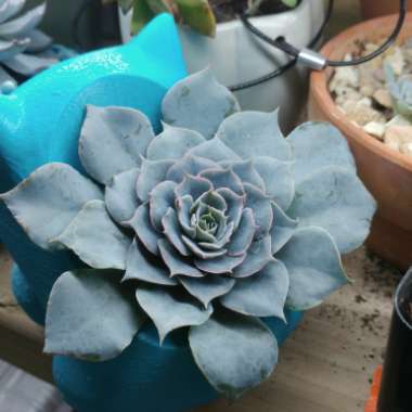 Echeveria Blue Heron