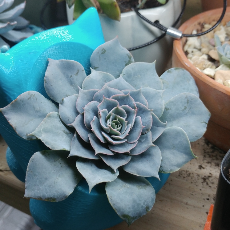 Plant image Echeveria Blue Heron