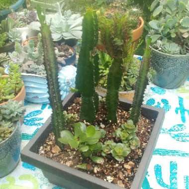 Euphorbia trigona rubra