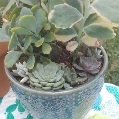 Echeveria Dondo