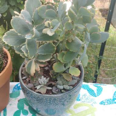 Kalanchoe Fedtschenkoi