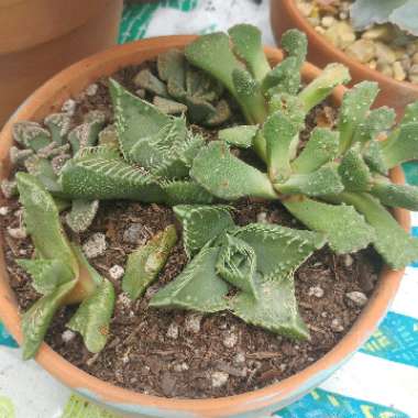 Faucaria felina ssp. tuberculosa