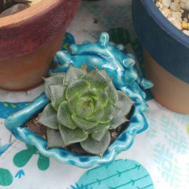 Echeveria Gilva