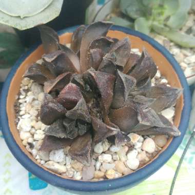 Haworthia hybrid cooperi var. venusta x 'Chocolate'