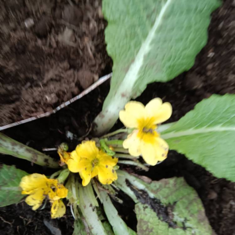 Plant image Helianthemum nummularium 'Wisley Primrose'