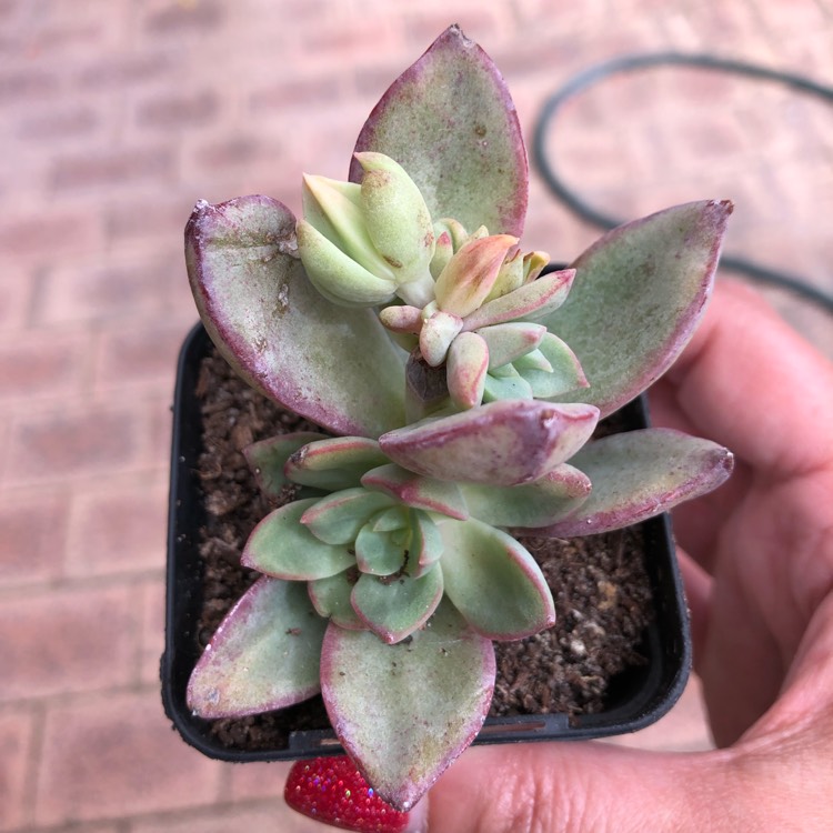 Plant image Echeveria Bella Rouge