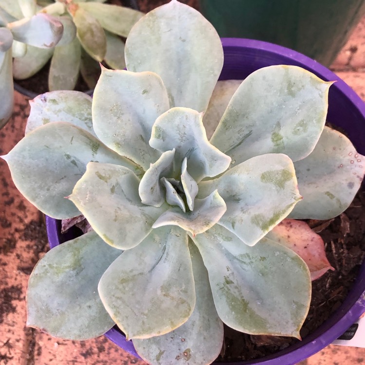 Plant image Echeveria Capri