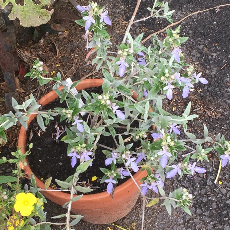 Plant image Teucrium fruticans 'Azureum'