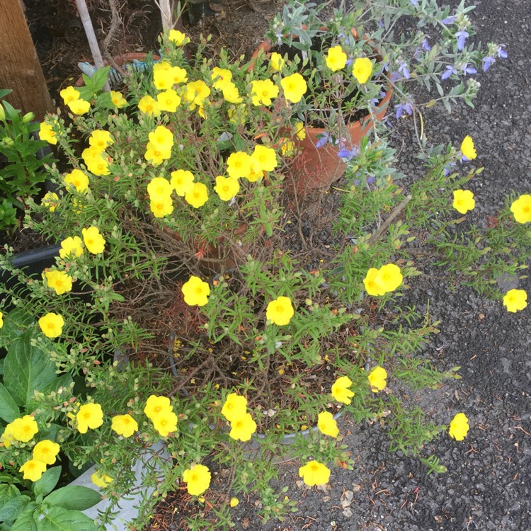 Plant image Helianthemum nummularium 'Wisley Primrose'