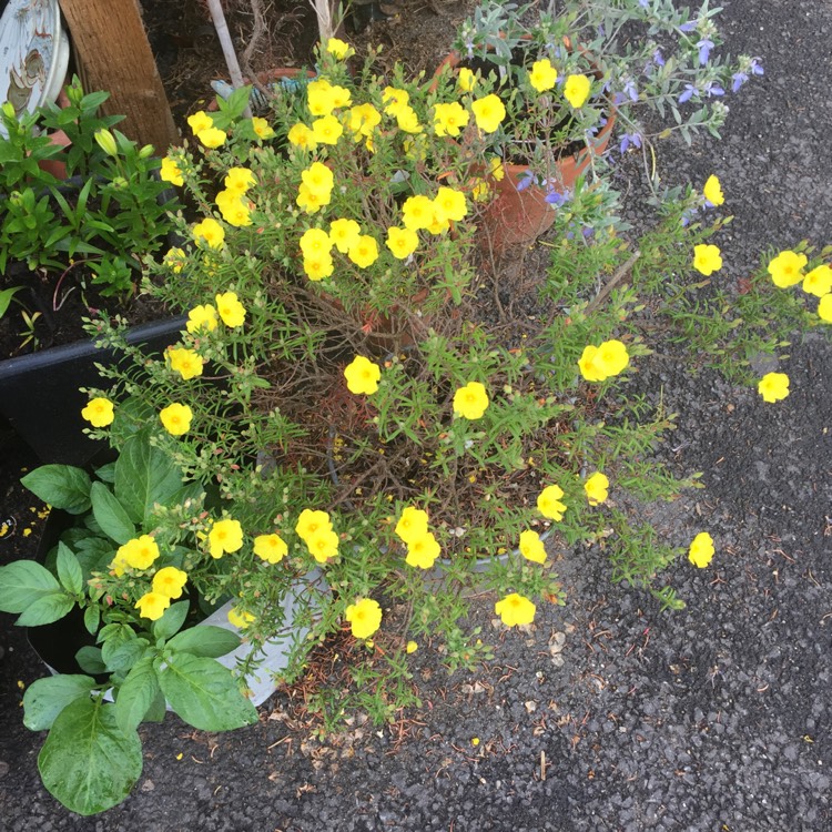 Plant image Cistus corbariensis