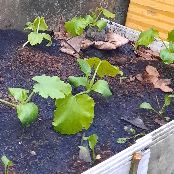 Plant image Cucurbita Pepo var. Cylindrica 'All Green Bush'