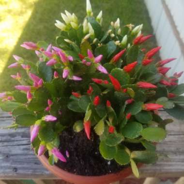 Easter Cactus