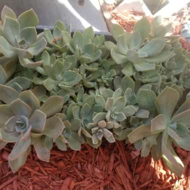 Graptoveria 'Fred Ives'