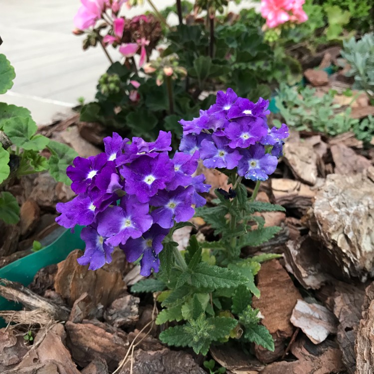 Plant image Verbena 'Lanai® Blue Eyes'