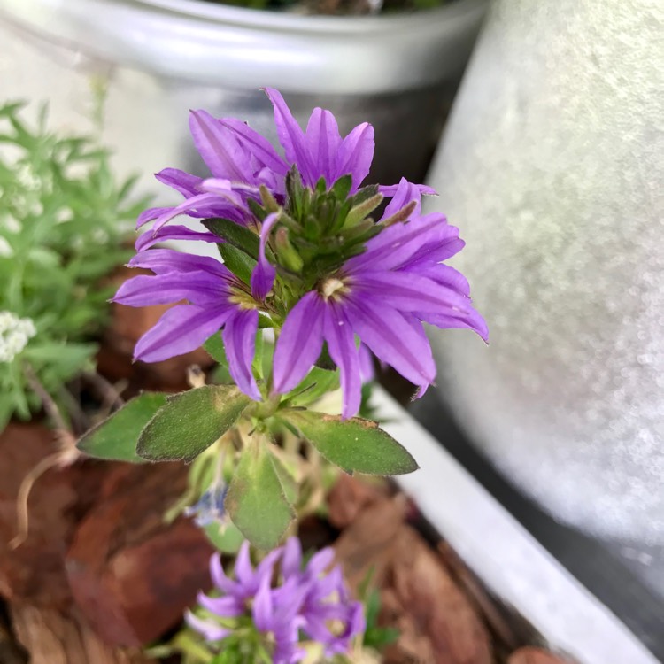 Plant image Scaevola aemula