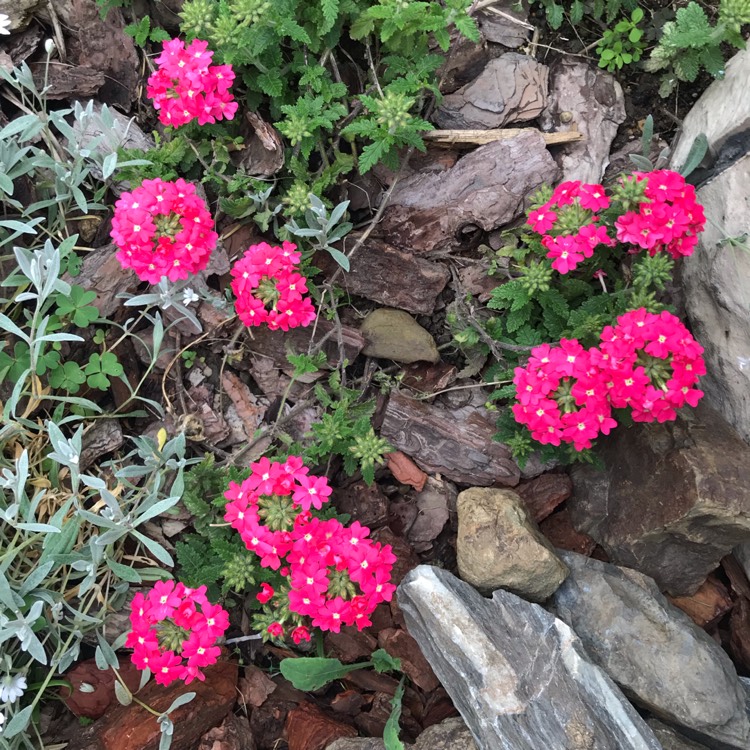 Plant image Verbena 'Aztec Wild Rose'