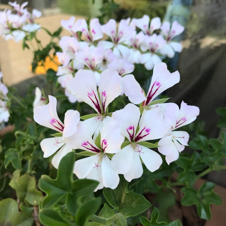 Plant image Pelargonium 'Grandeur White' (Ivy Leaved Grandeur Series)