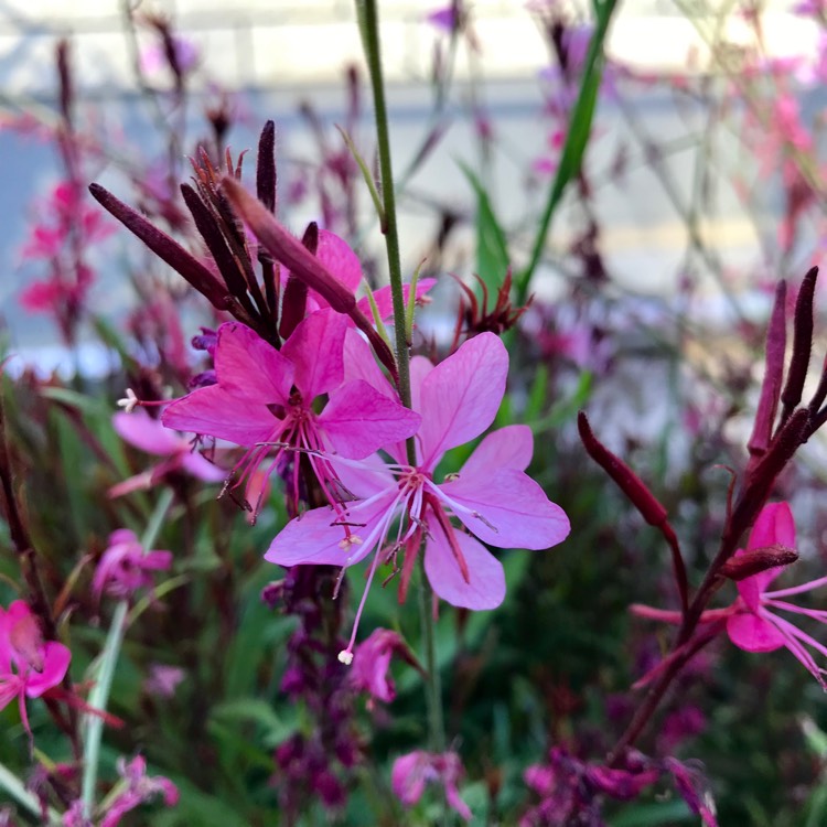 Plant image Oenothera lindheimeri 'Gambit Rose' syn. Gaura lindheimeri 'Gambit Rose'