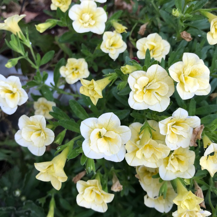 Plant image Calibrachoa Can Can 'Double Lemon'