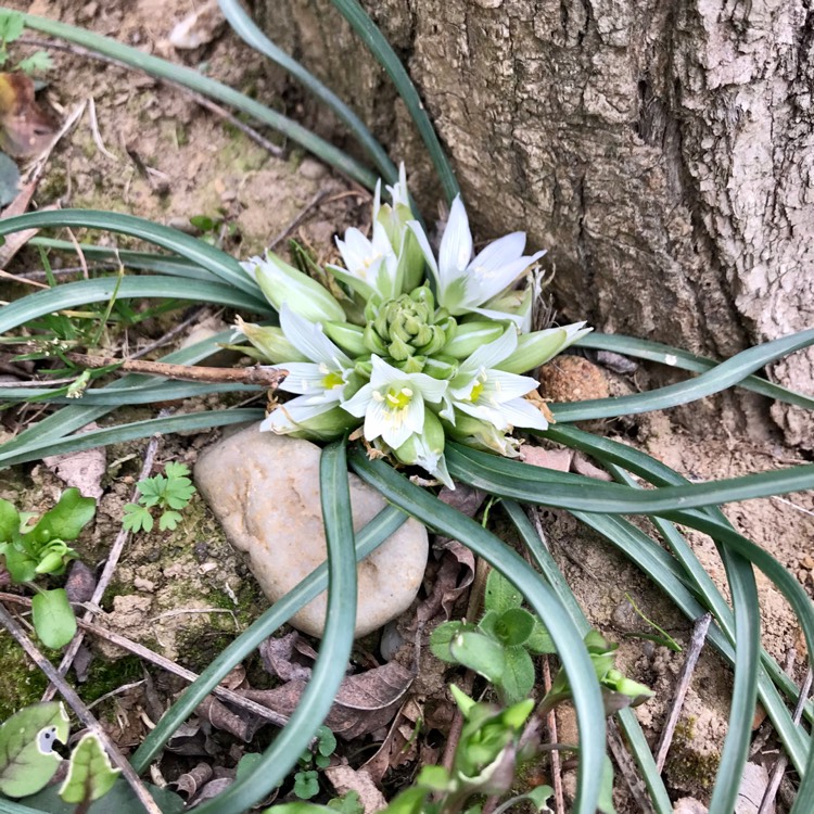 Plant image Ipheion uniflorum syn. Tristagma uniflora