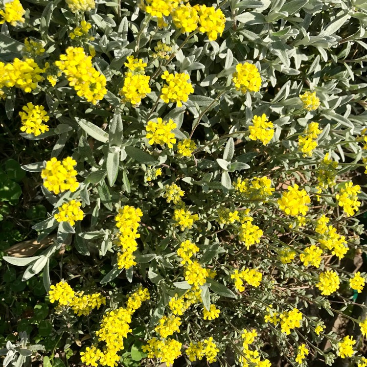 Plant image Aurinia saxatilis  syn. Alyssum saxatile