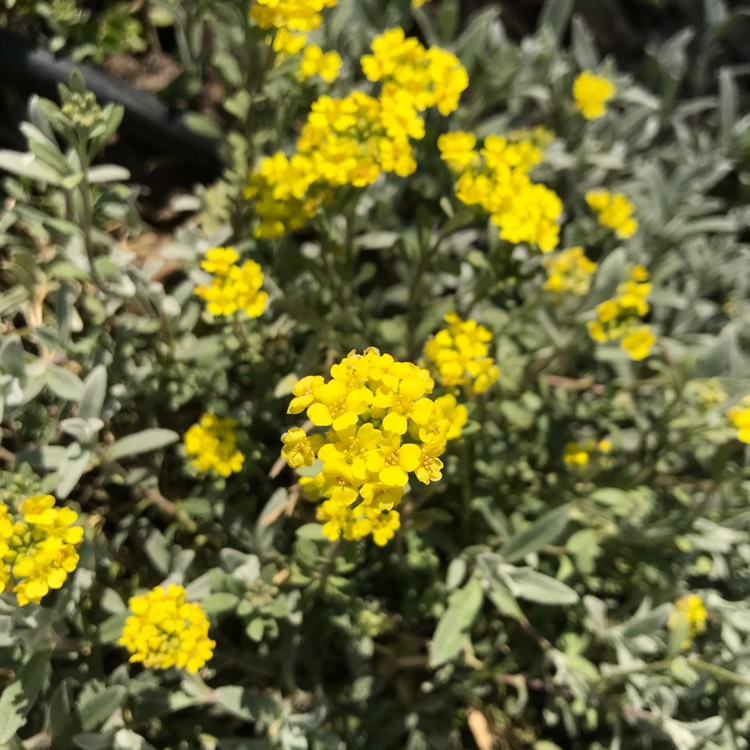 Plant image Aurinia saxatilis  syn. Alyssum saxatile