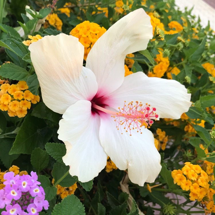 Plant image Hibiscus rosa-sinensis 'Bridal Veil'