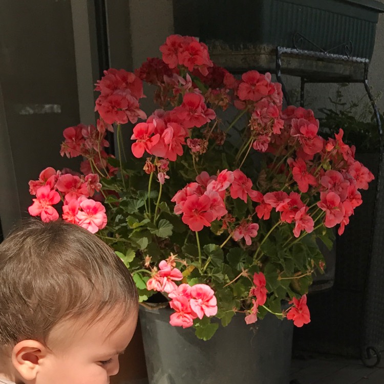 Plant image Pelargonium 'Pinktastic'