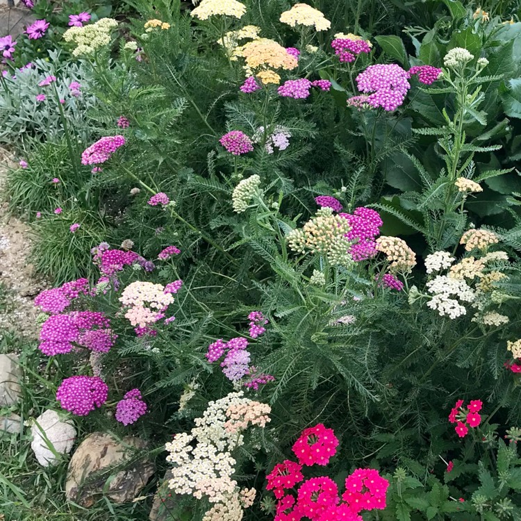 Plant image Achillea 'Desert Eve' series