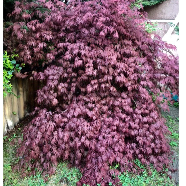 Plant image Acer Palmatum 'Jerre Schwartz'