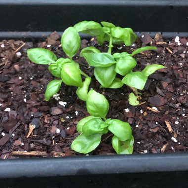 Basil 'Napoletano'