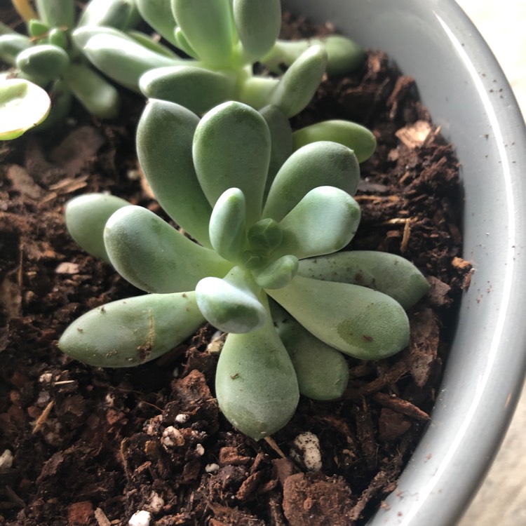 Plant image Pachyveria 'Blue Pearl'