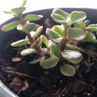 Portulacaria afra 'Variegated'