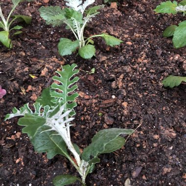 Dusty Miller