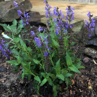 Salvia 'Mystic Spires'