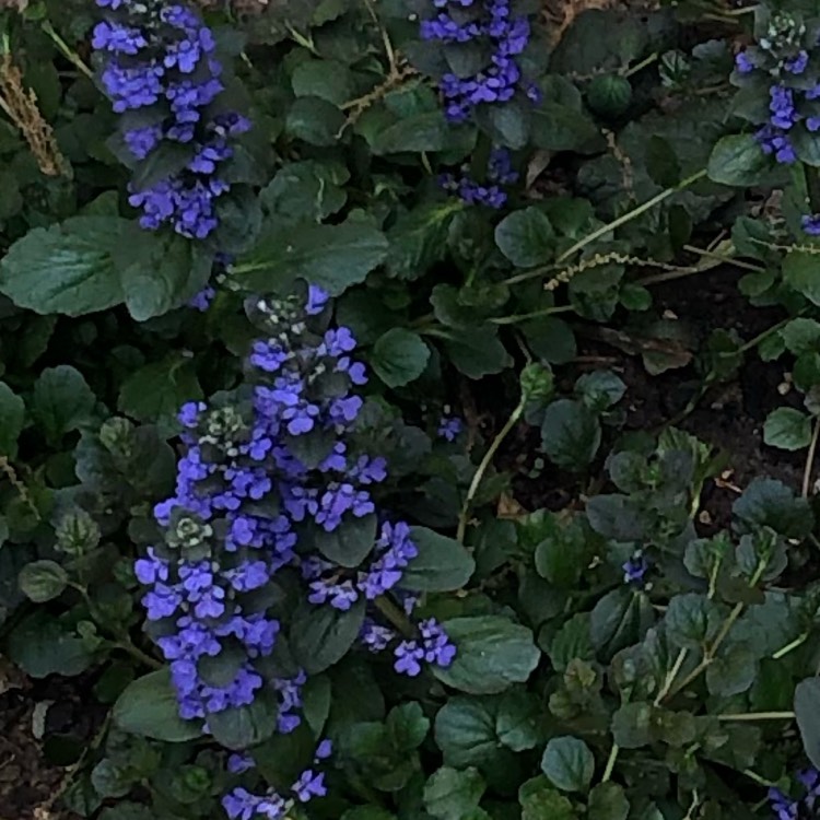 Plant image Ajuga reptans 'Multicolor' syn. Ajuga reptans 'Rainbow'