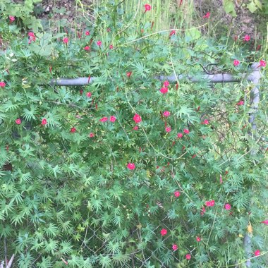 Ipomoea x multifida