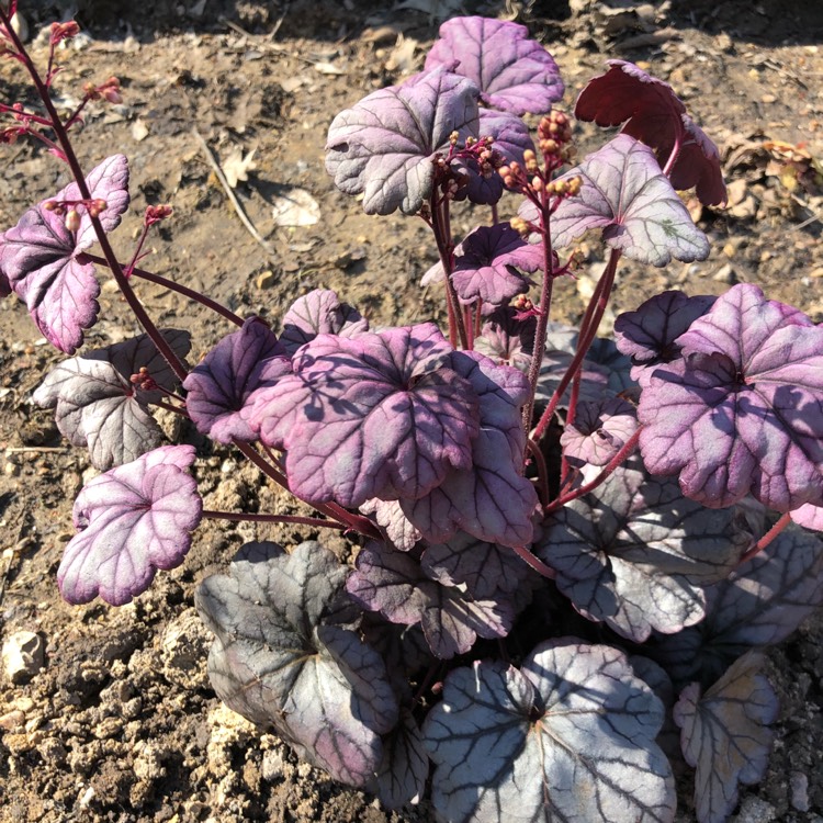 Plant image Heuchera 'Sugar Plum'