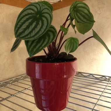 Peperomia argyreia