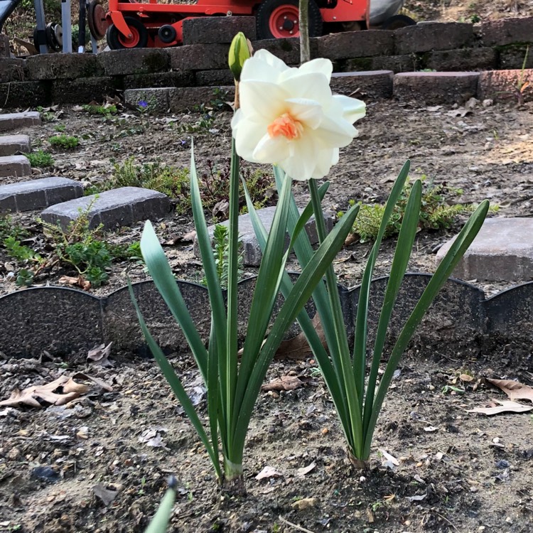 Plant image Narcissus 'Delnashaugh'