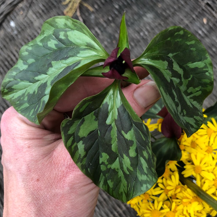 Plant image Trillium